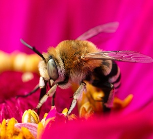 Bee on Zinnia blossom