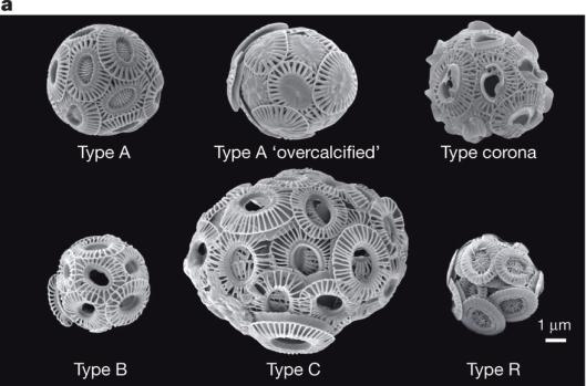 The five morphotypes of E. huxleyi have different patterns of calcium plates (Fig 1a from the paper)