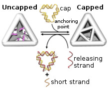 The capping & uncapping process. (Image modified from Zhang et al.)