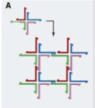 DNA tile (from Aldaye et al 2008)