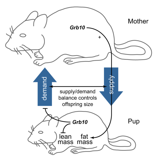 Complementary gene function in mother & pup (Figure 5 from the paper)