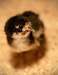 Chick (photo © and courtesy of Hannele Luhtasela-El Showk)